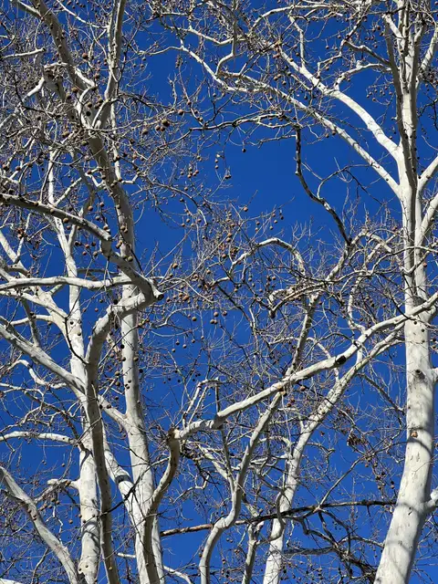 Winter branches against a sky so brilliantly blue.